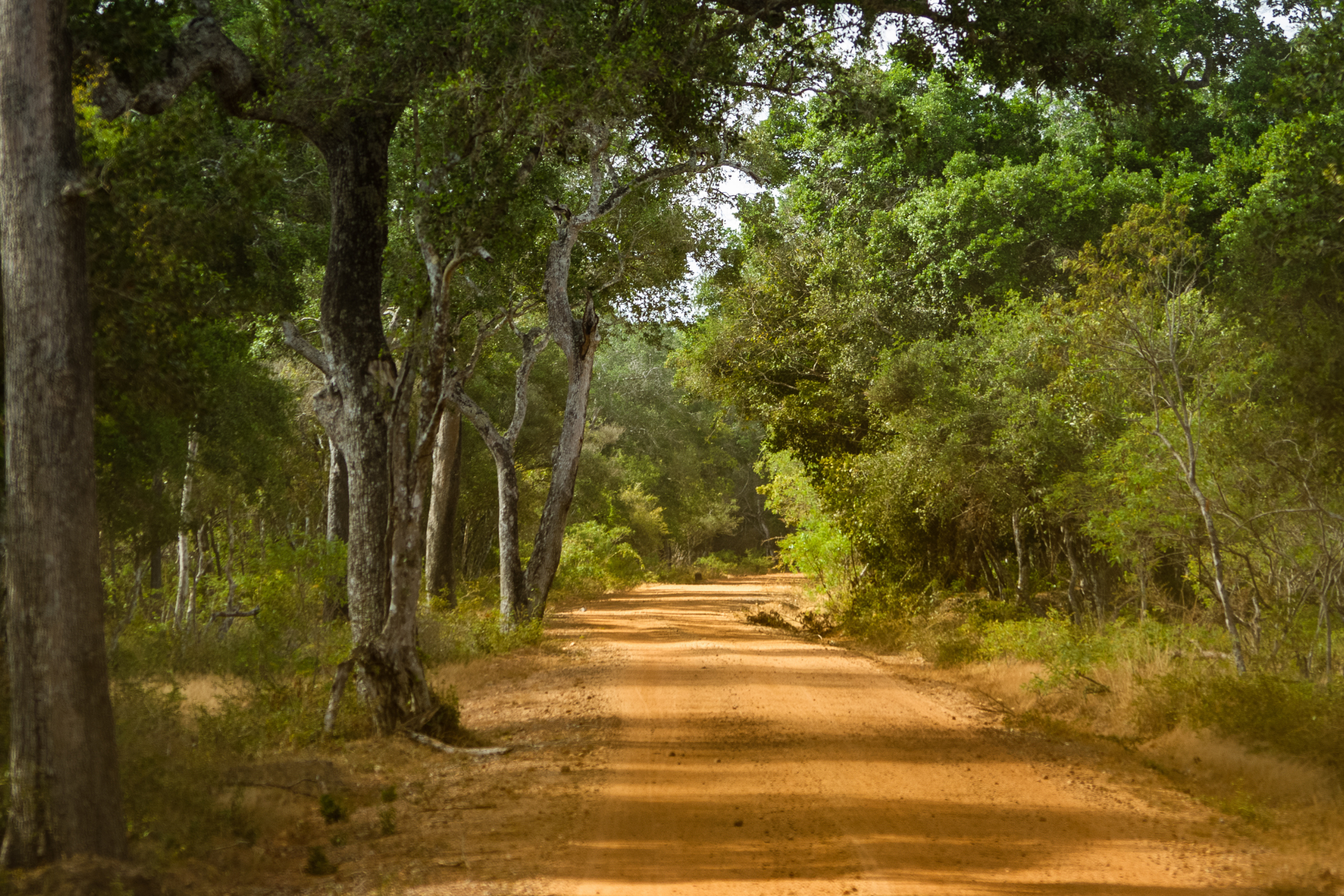wilpattu national park (3).webp